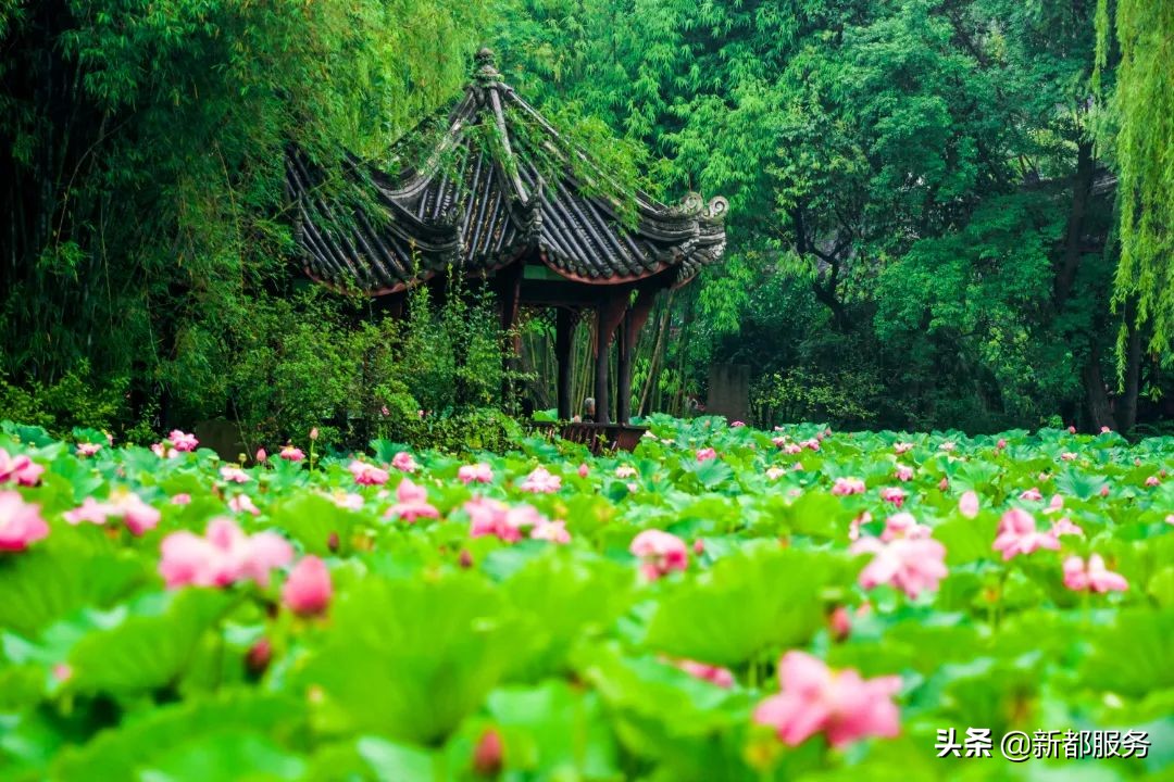 新都是靠什么产业发达的,新都做什么好