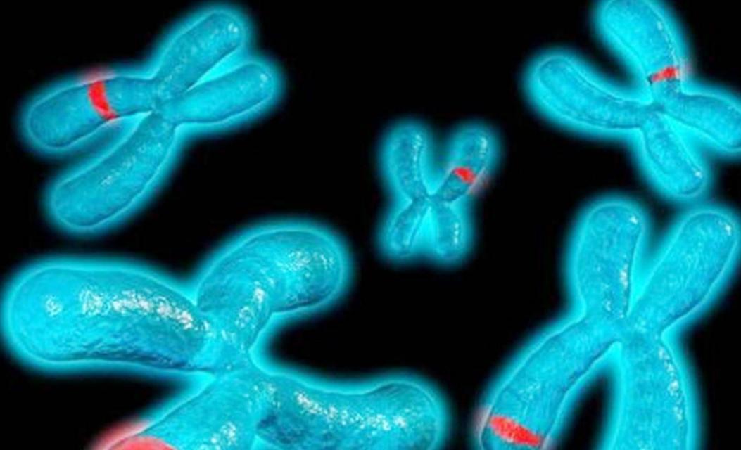 阴阳人是否确实存在,阴阳人既有精子也有卵子吗