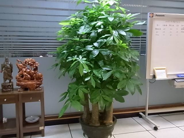 16种喜阴蔬菜,16种适合夏天养的花