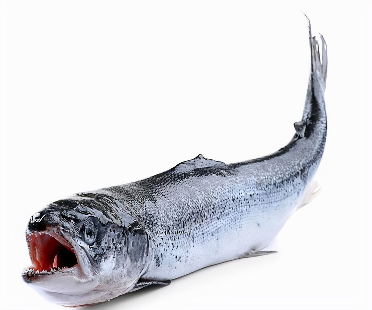 最常见的50种食用鱼吃法和价格,十种常用食用鱼类介绍