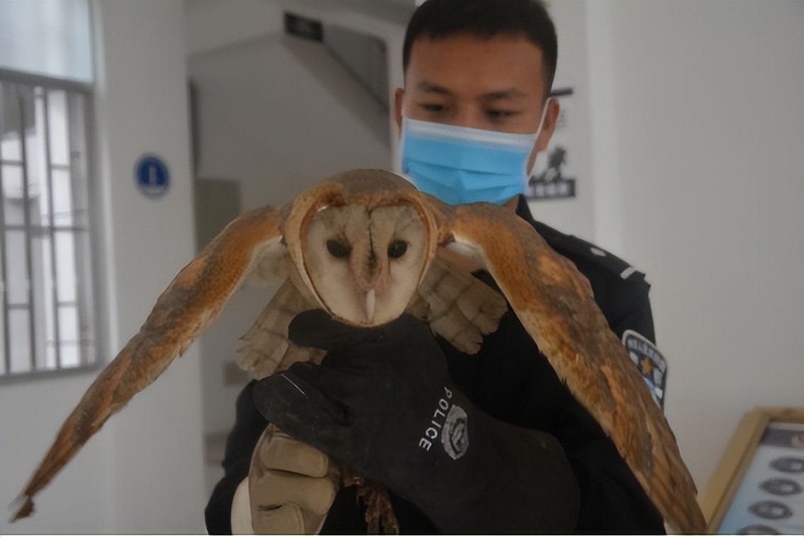 仓鸮,美如画——白衣似雪,夜袭如风