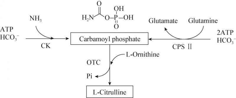 精氨酸和氨基酸有什么区别,碱性氨基酸由什么组成