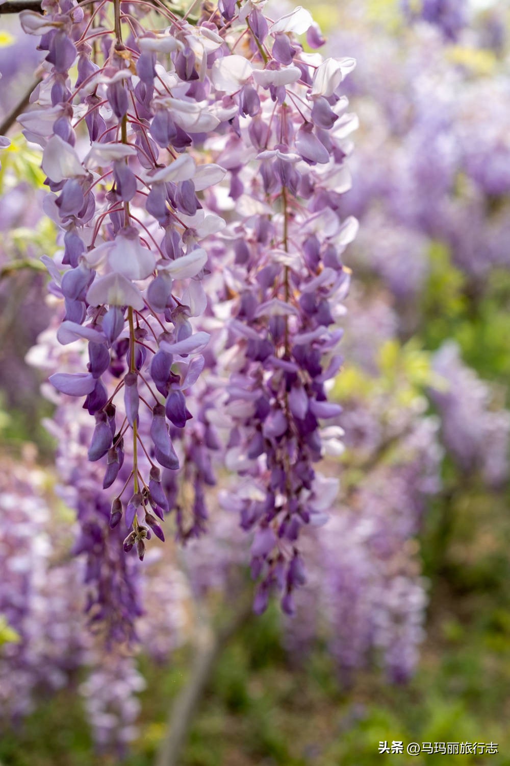 宿州到底有多好耍,宿州世外桃源好去处