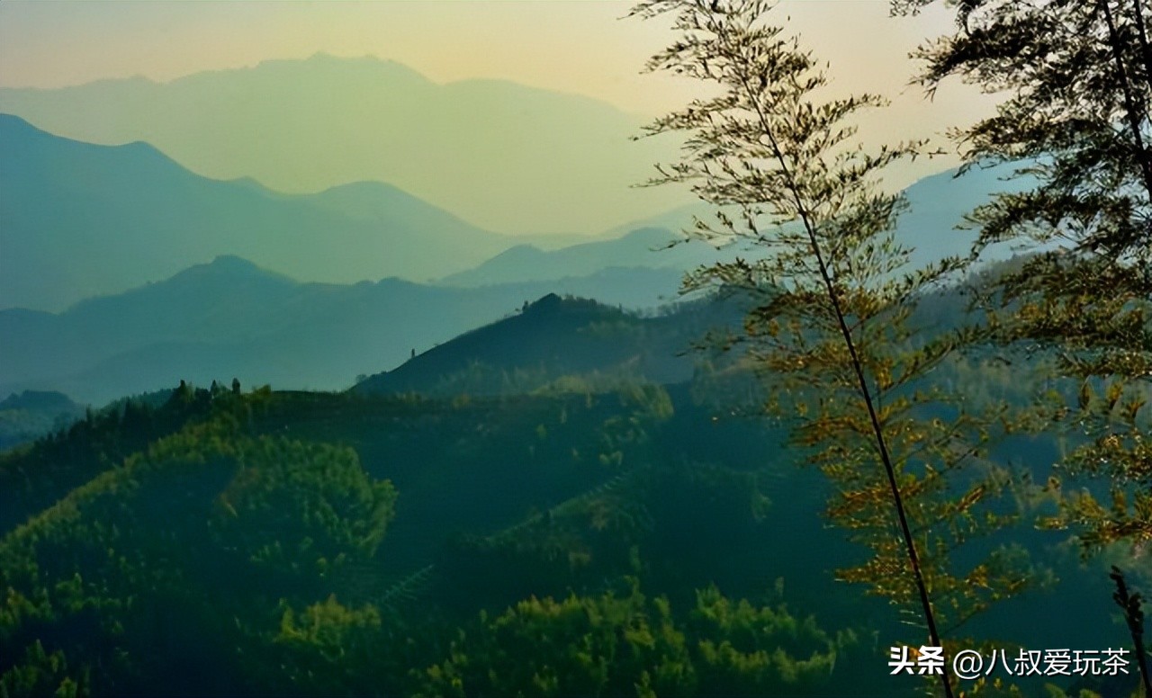 武夷岩茶小品种黄玫瑰,武夷岩茶黄玫瑰图片