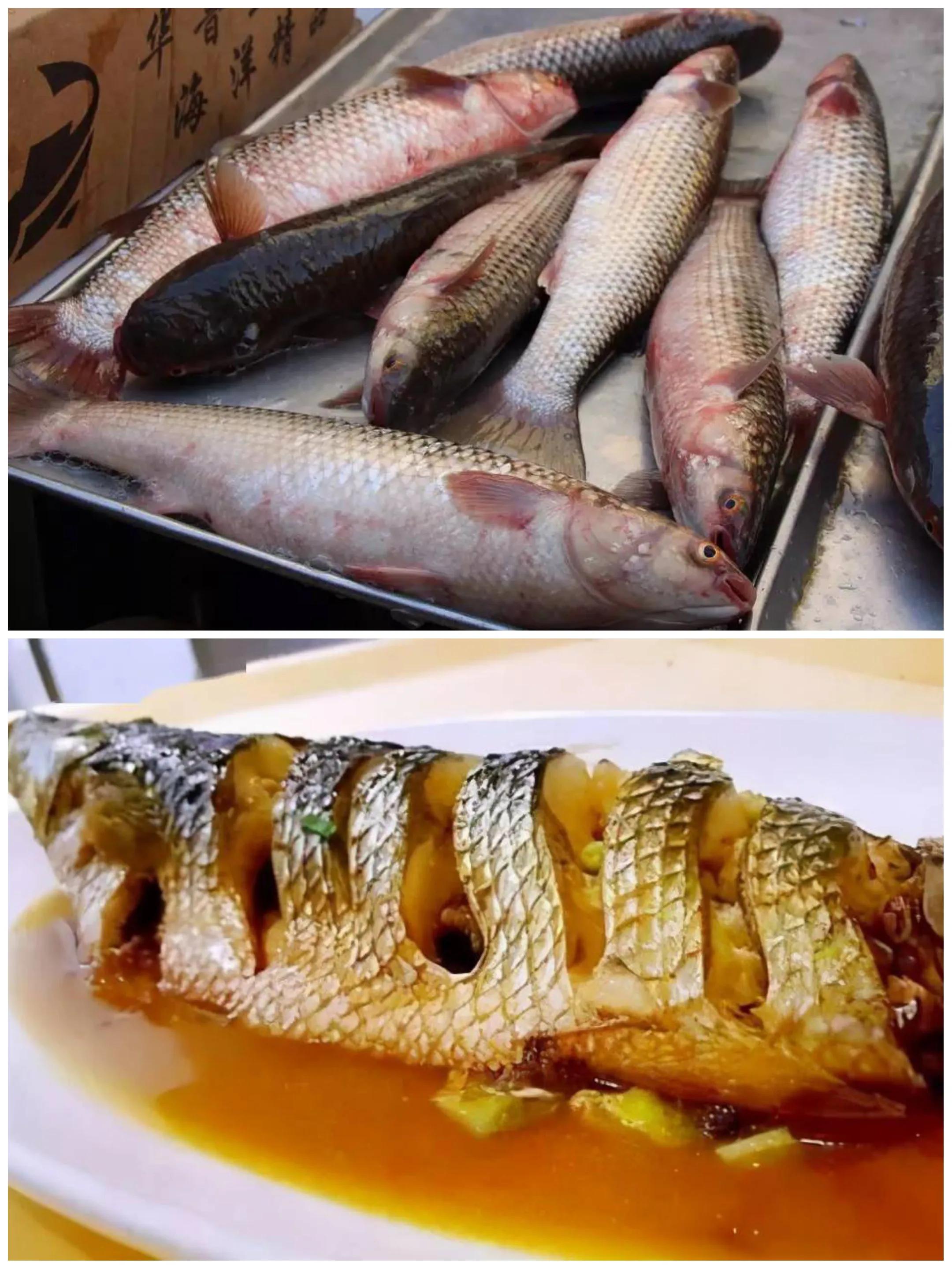 100种常见海鱼大全,常吃的海鱼图片及介绍