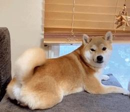 养什么颜色的狗才能带来好运,天生凶相的狗有哪些特征