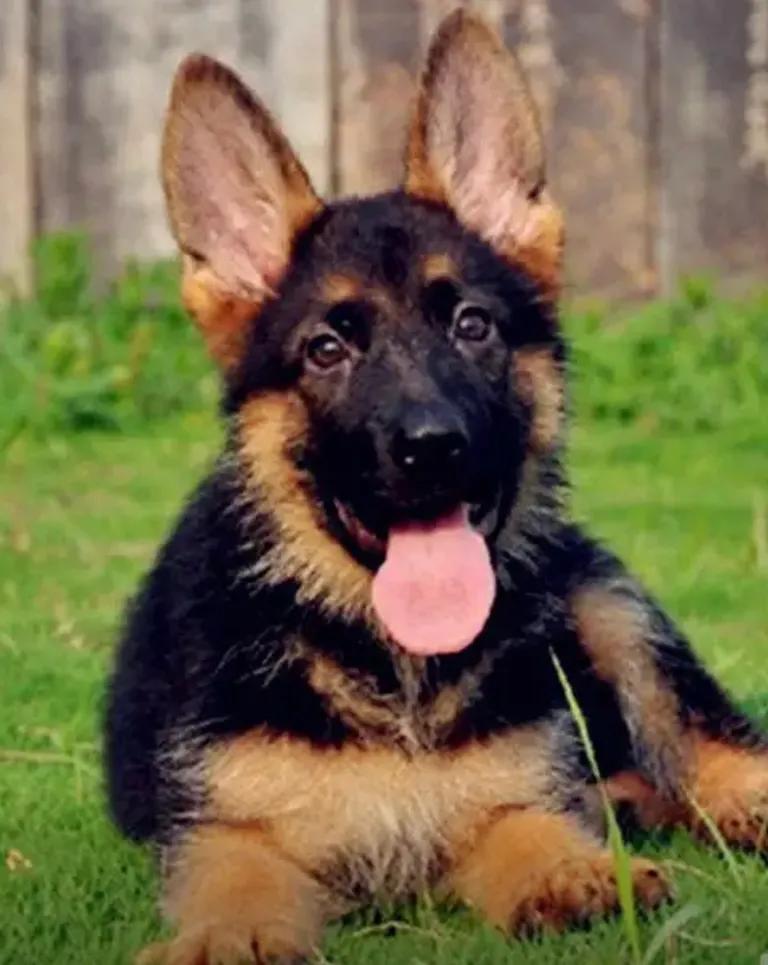 姐俩感情好,姐俩感情深