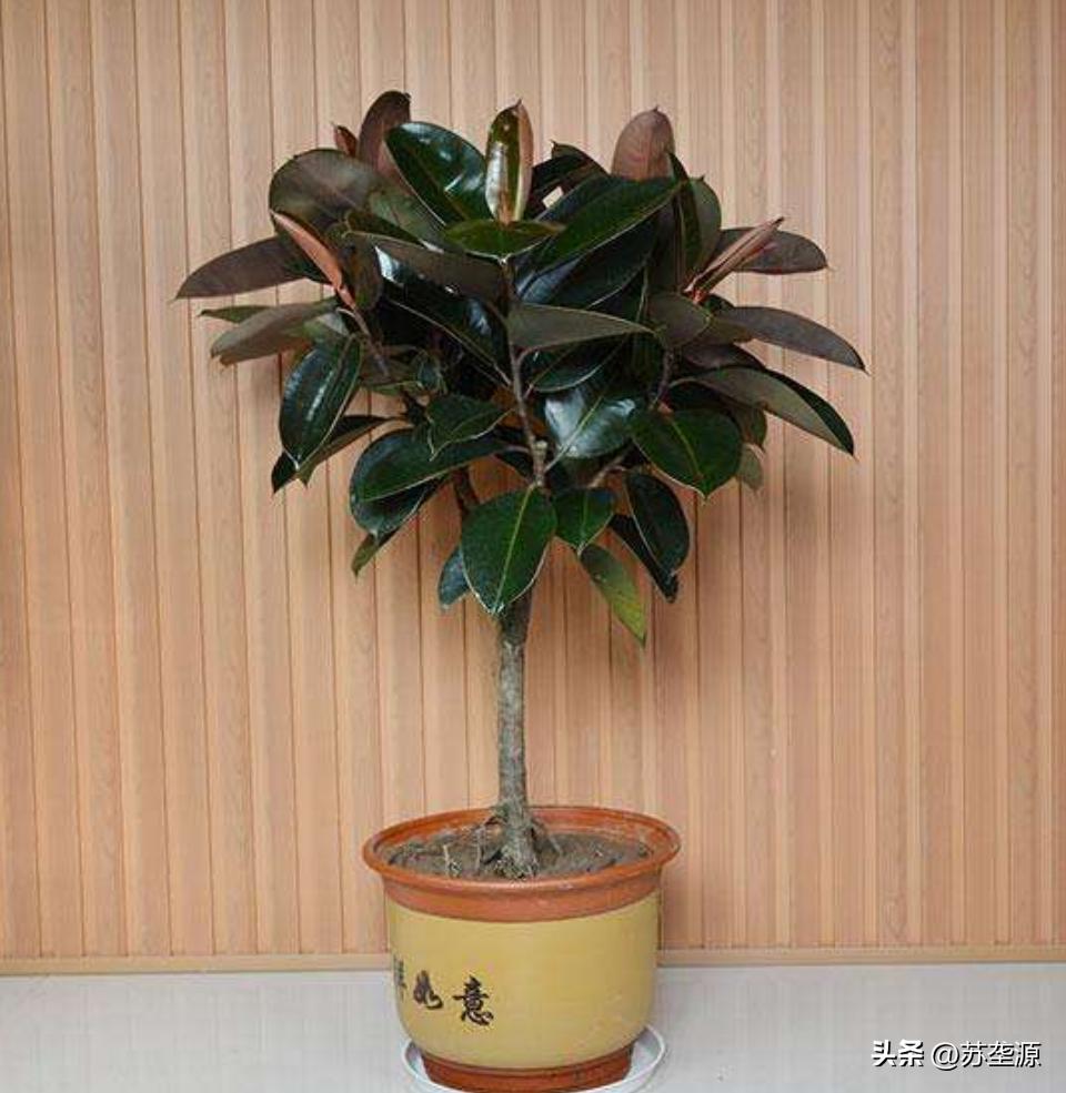 居家宜放什么绿植比较好,居家客厅适合摆放什么绿植