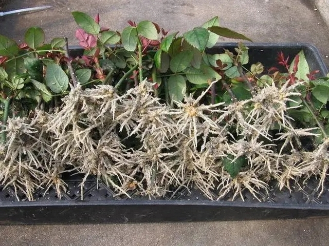 植物营养液通用型生根粉,生根粉植物生长调节剂