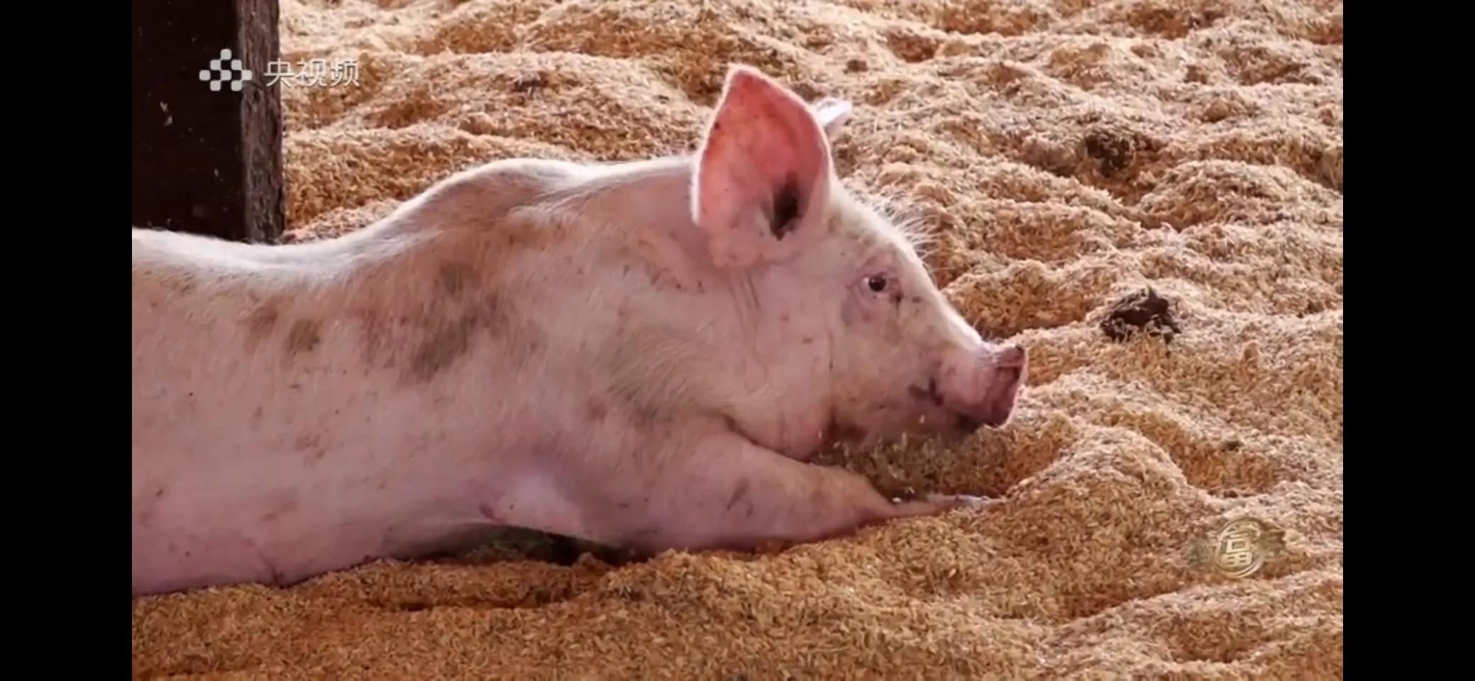 小伙子养猪5年后挣钱5多亿,农村小伙养猪赚过亿