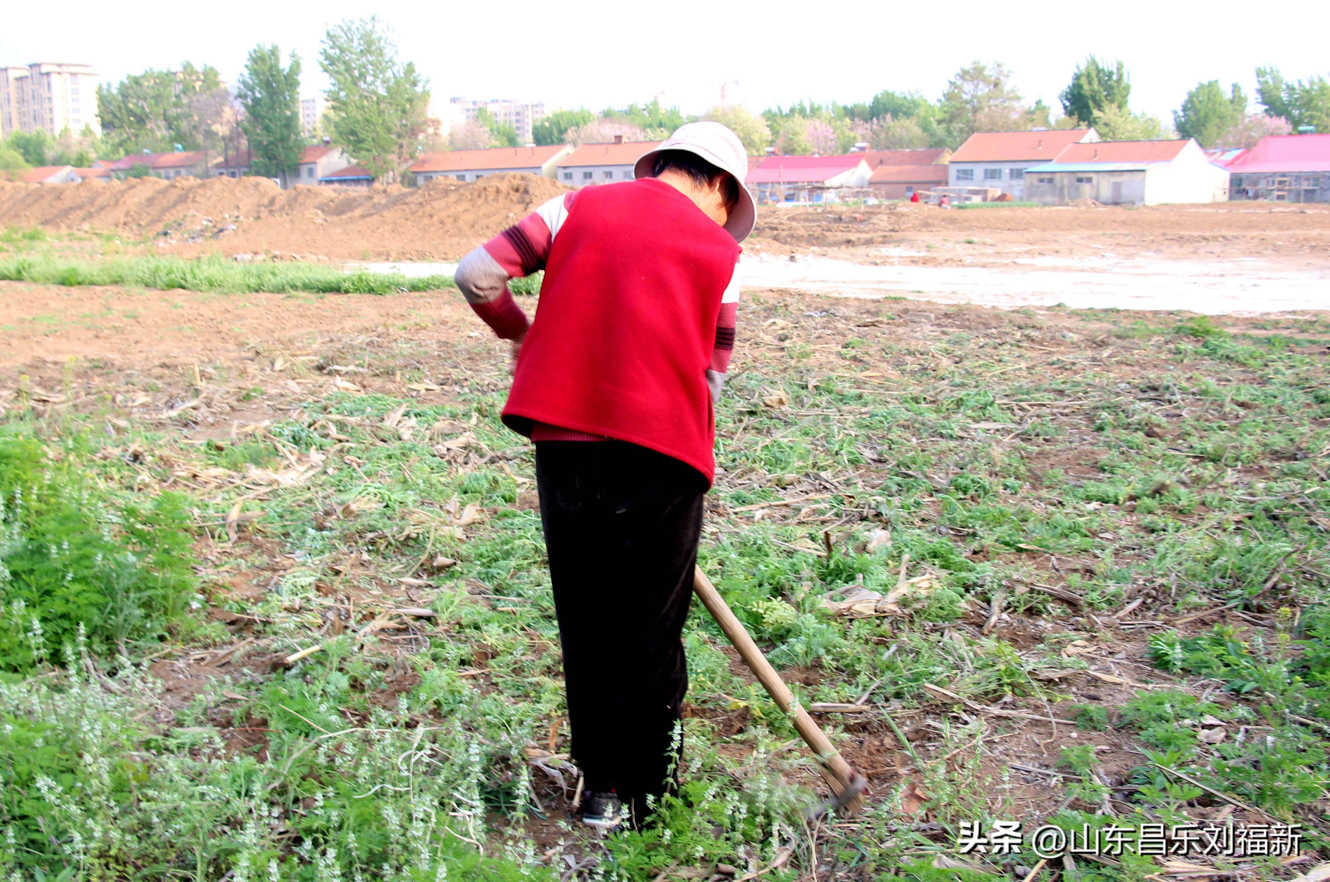 洋槐花·万马奔腾电器·鄌郚医院贴膏药
