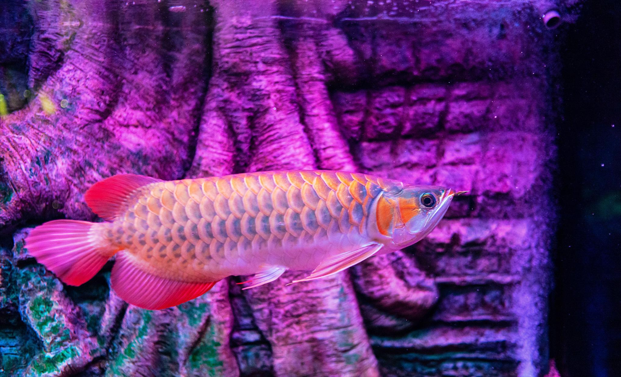 龙鱼没食欲趴缸是感染寄生虫了吗,如何判断龙鱼有寄生虫