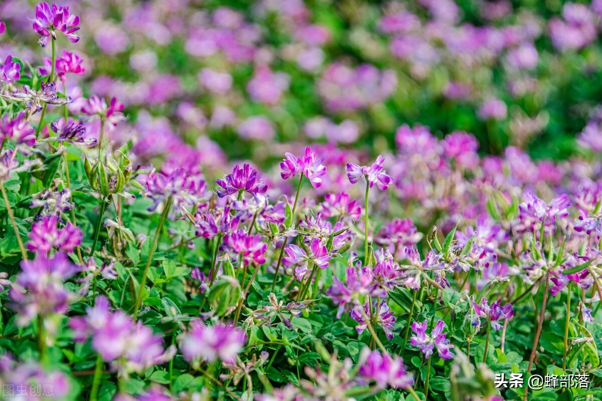 常见蜂蜜的挑选及区别,蜂蜜都有哪些种类是如何划分的呢