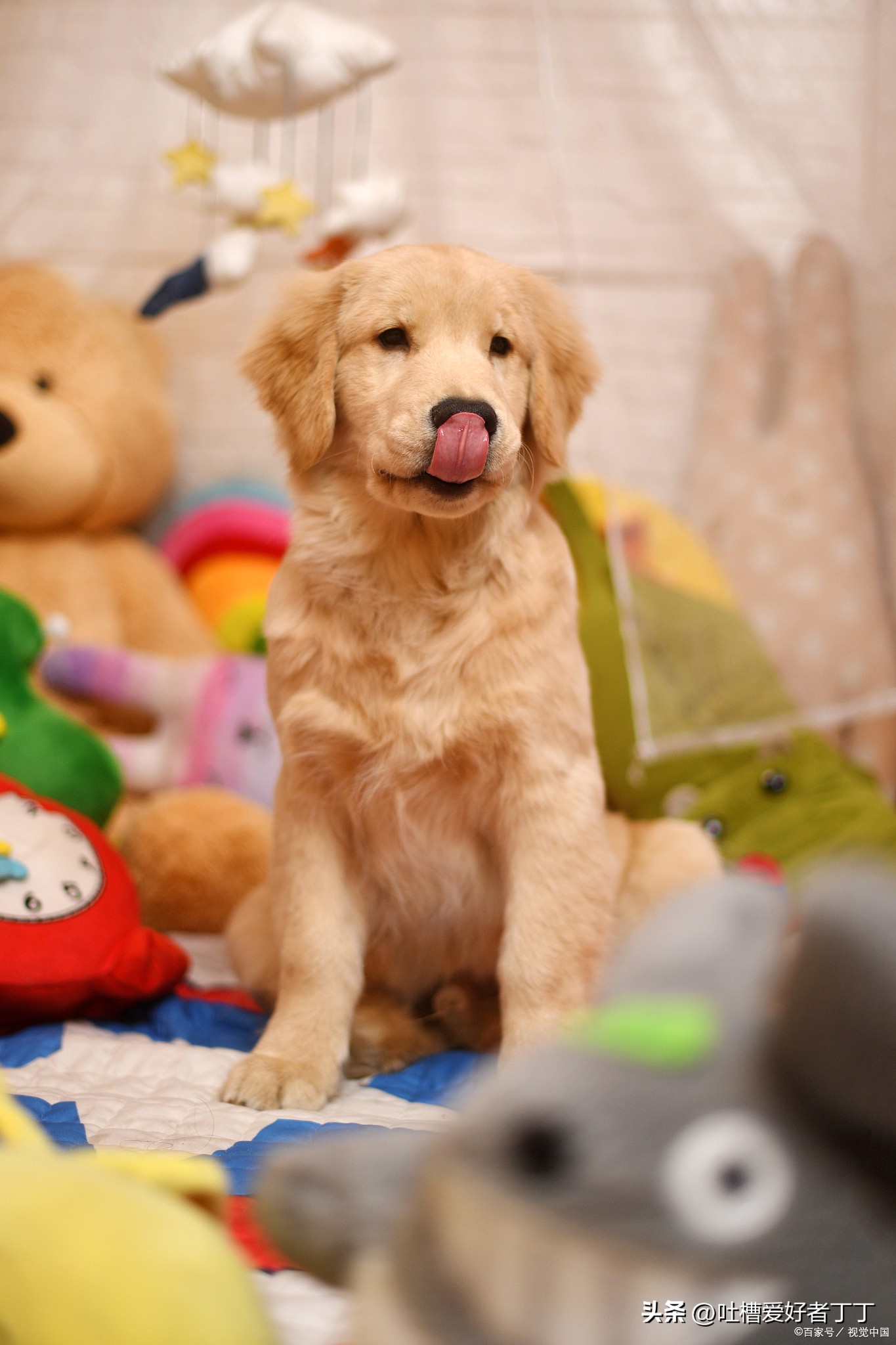 哪种巨贵犬最便宜,最烧钱的犬排名