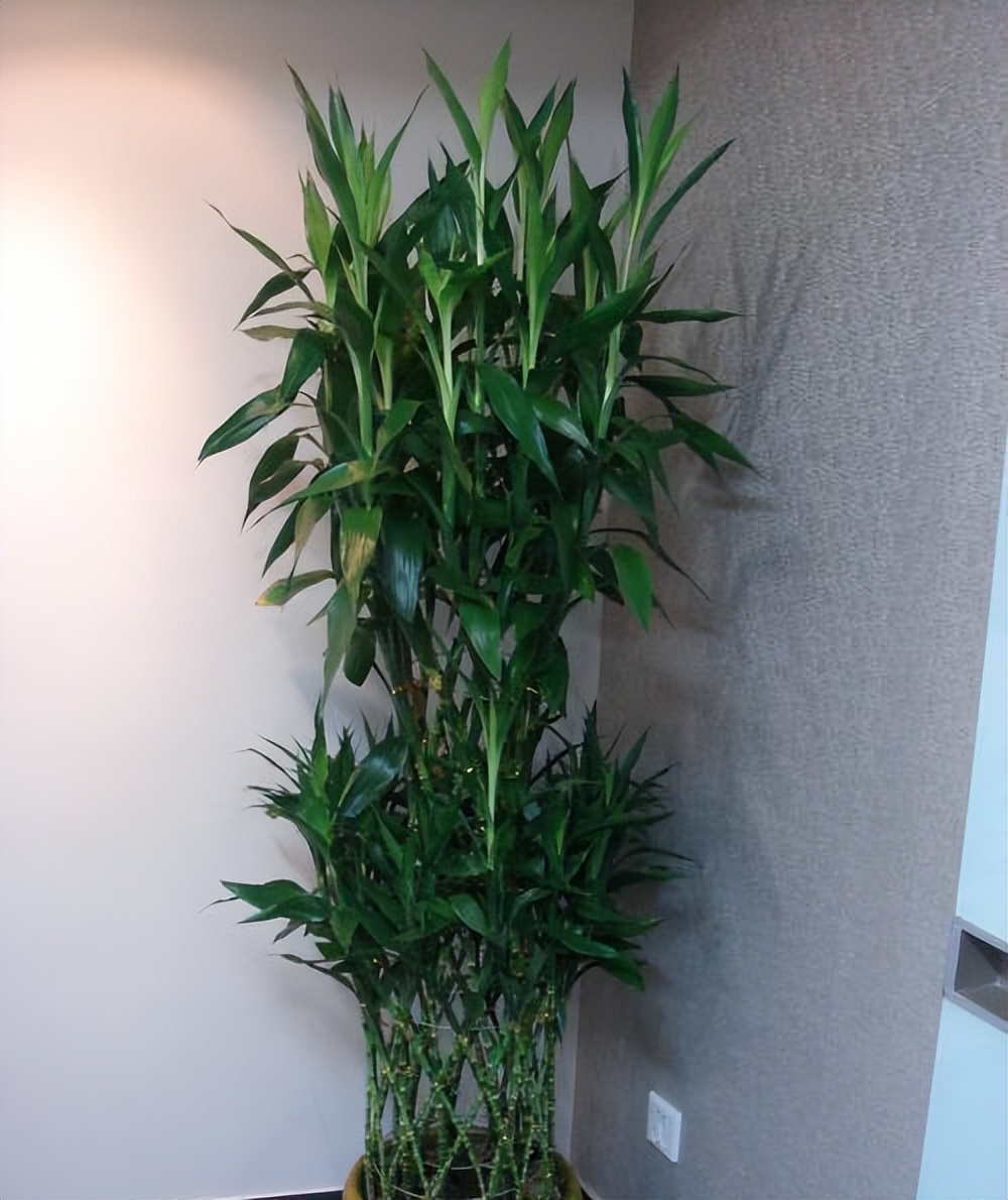 怎么样让水培富贵竹长得茂盛,短粗富贵竹水培方法