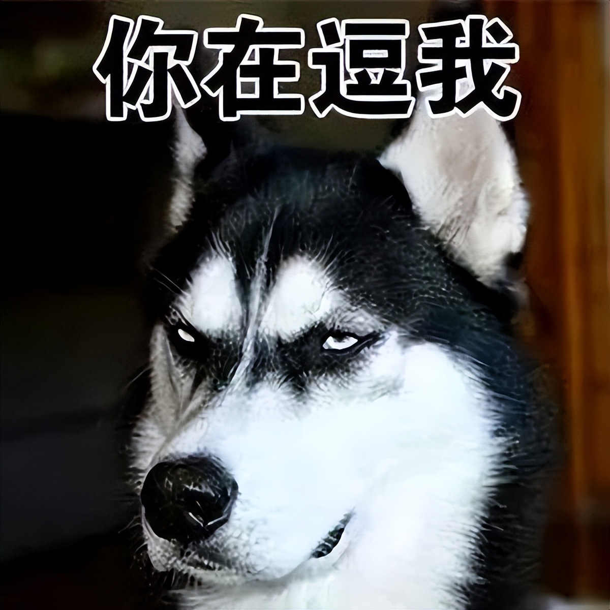 哪种狗最好养又省钱又可爱,推荐三款比较好养的狗