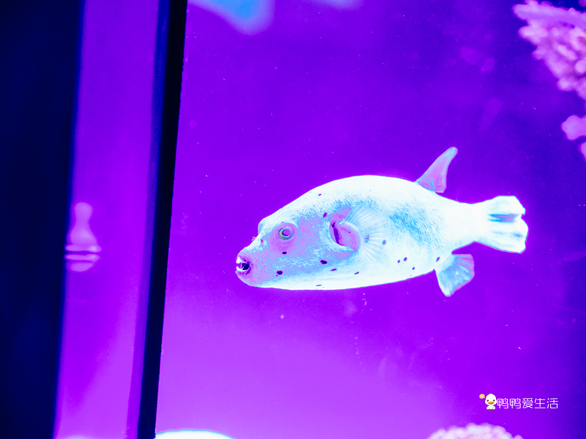 厦门鼓浪屿海底世界的抹香鲸,厦门鼓浪屿亲子旅游攻略