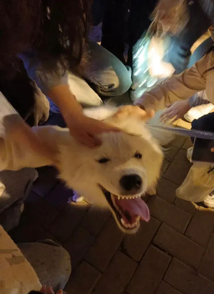 狗子坐飞机一秒钟被亲了八次，毛都快撸秃了…空姐：是不是轮到我