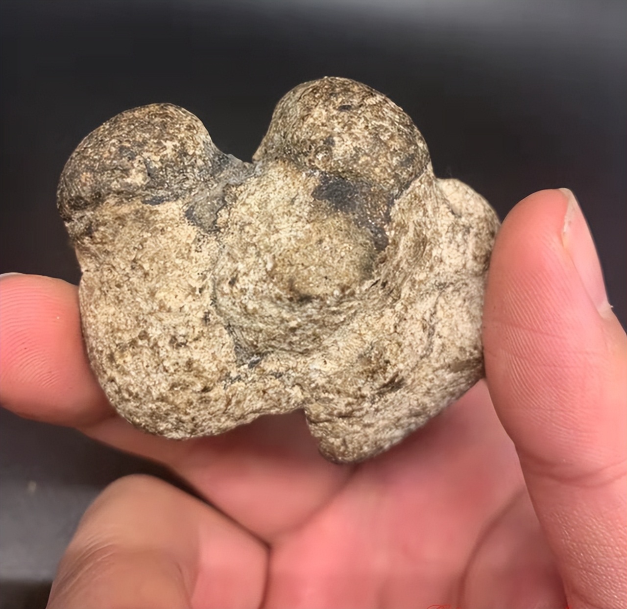 诡异的鲸,最诡异的鲸