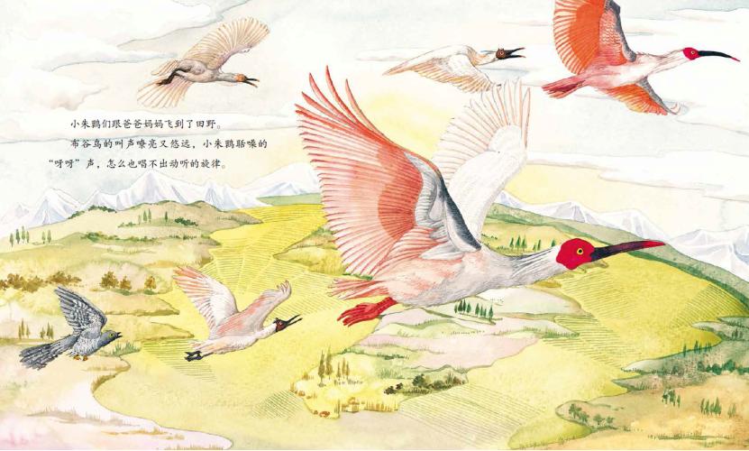 珍稀野生动物鸟类图片朱鹮,我国珍稀鸟朱鹮图片