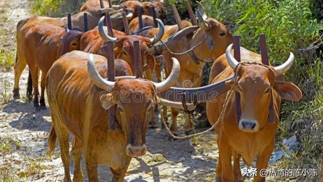 蒙古女儿出嫁陪嫁五十匹马,蒙古族陪嫁礼单