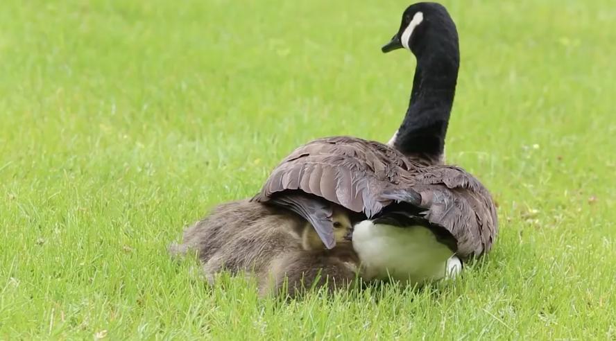 加拿大鹅处罚可能引发消费者维权,加拿大鹅处罚书为何获赞