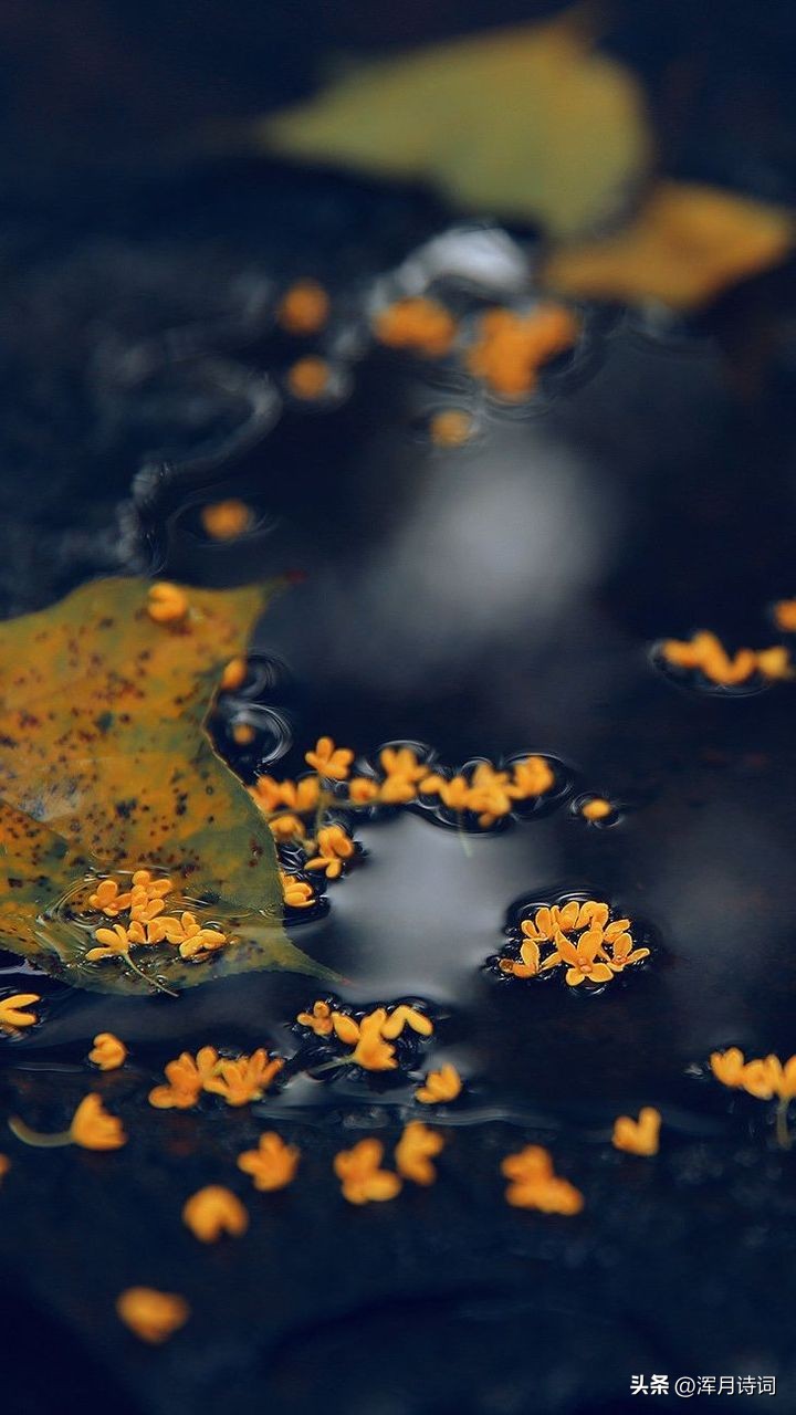 二十首关于风的诗句,二十句关于风的诗句