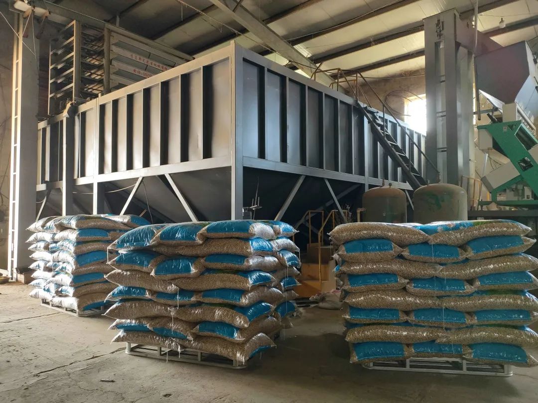 吉县种下小花生收获致富果,义县张家堡花生