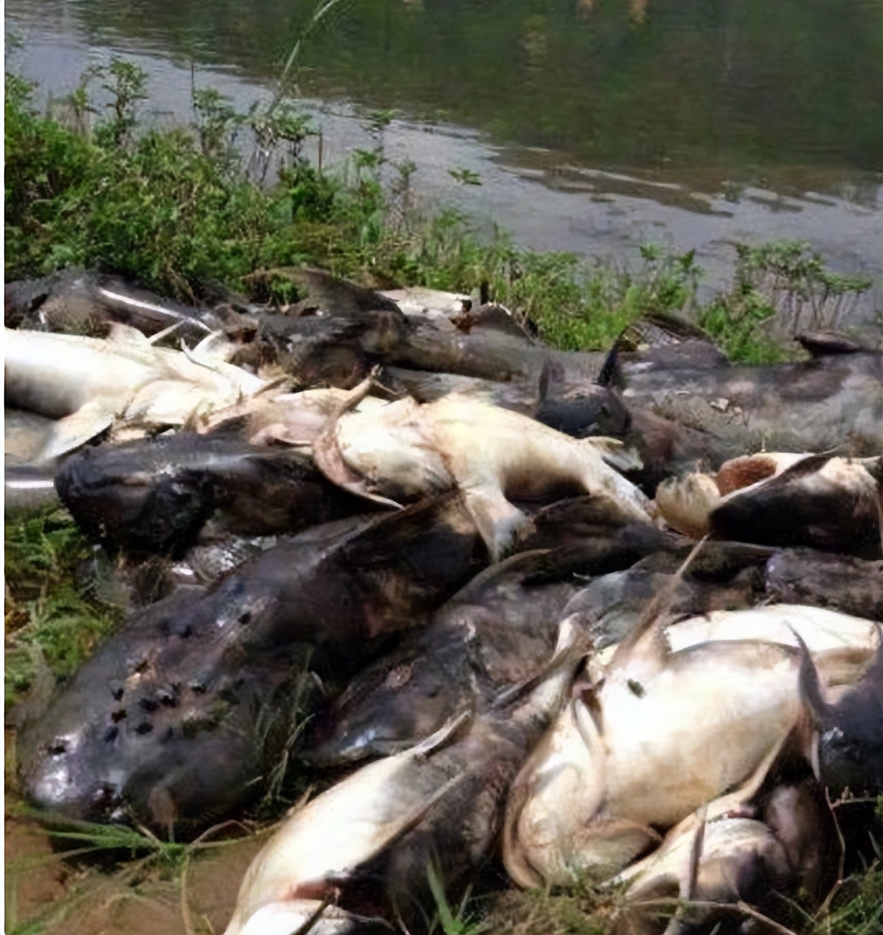 在印度是吃人水怪,在云南就是道菜!快要消失的面瓜鱼有多好吃?
