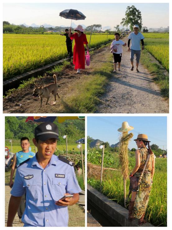 漓江边的“水淹田”,不仅是“稻坚强”,竟还传出天籁之音