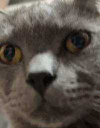 兽医讲解猫生病,聊聊猫咪常见疾病