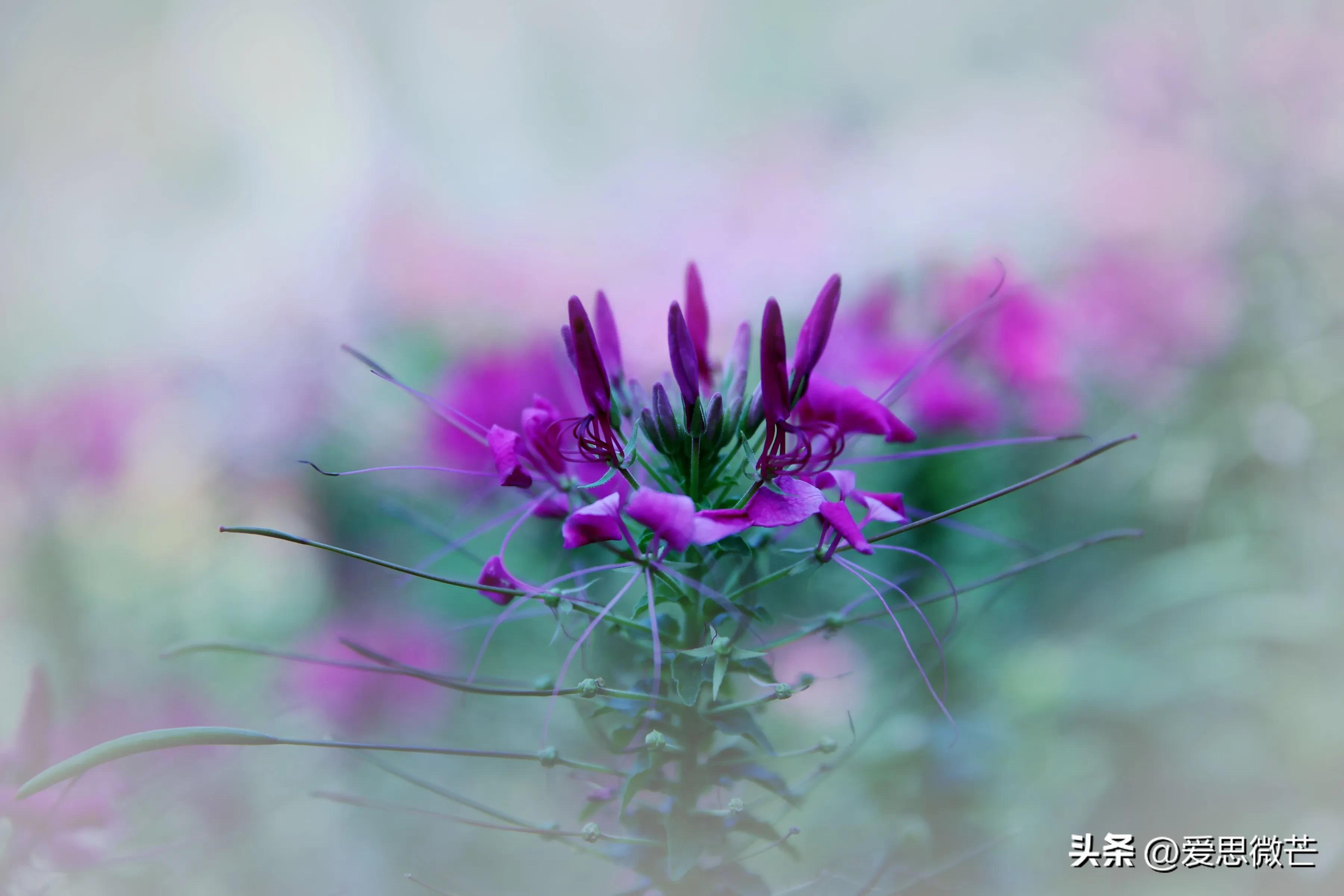 臭臭的花,最难闻的花和最好闻的花