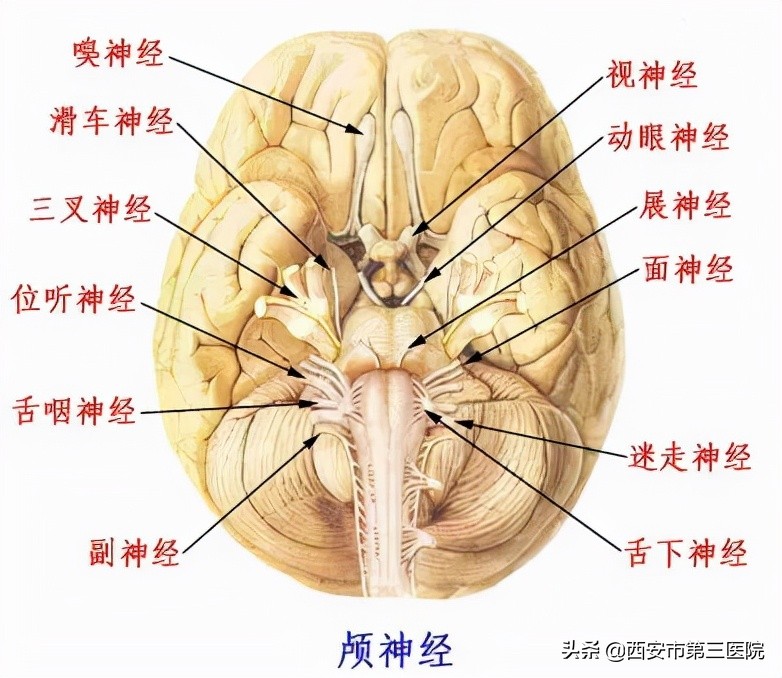涕中带血是鼻咽癌的几期症状,鼻塞耳鸣涕中带血是鼻咽癌吗