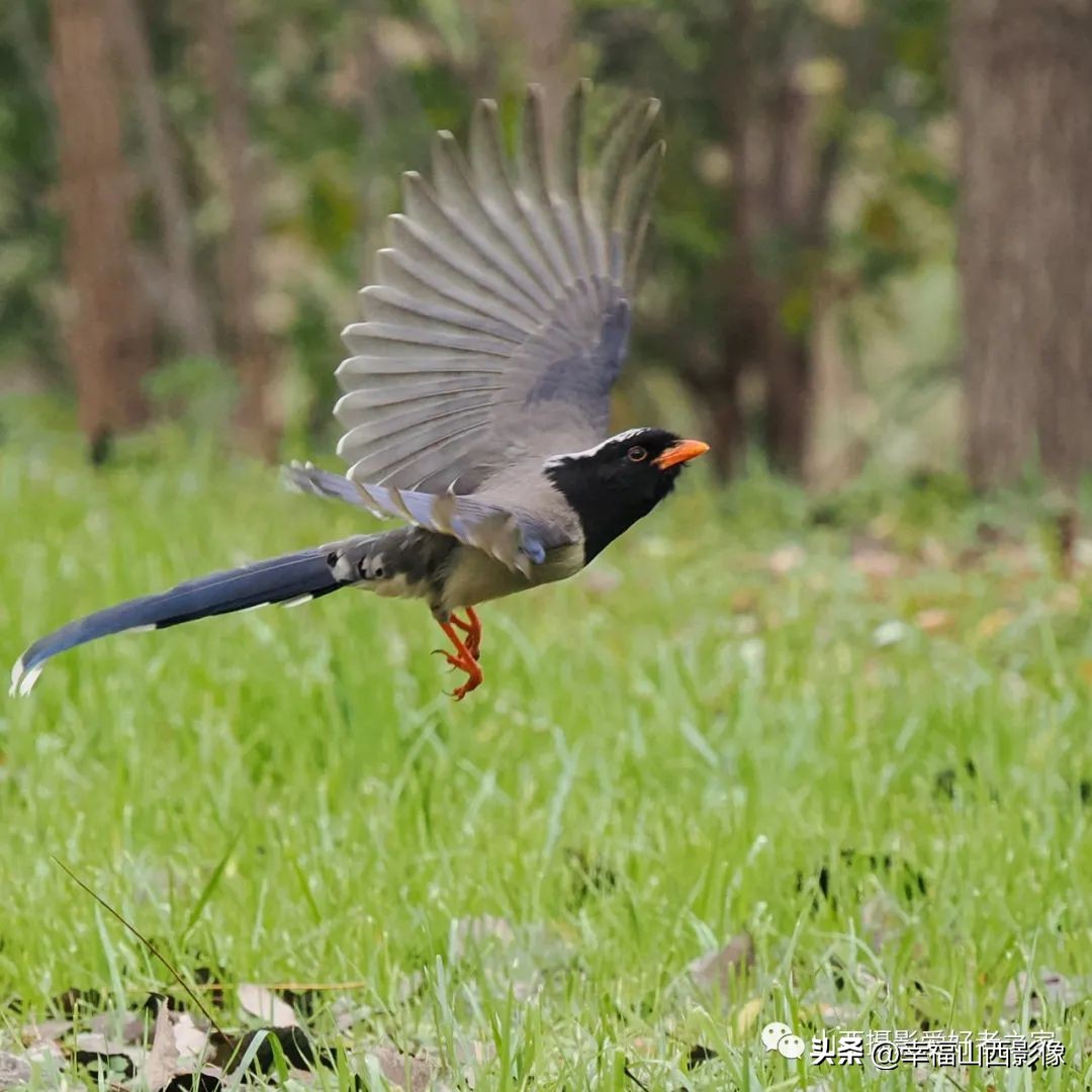 轻巧而又专业的拍鸟器材是它——奥之心相机镜头体验记