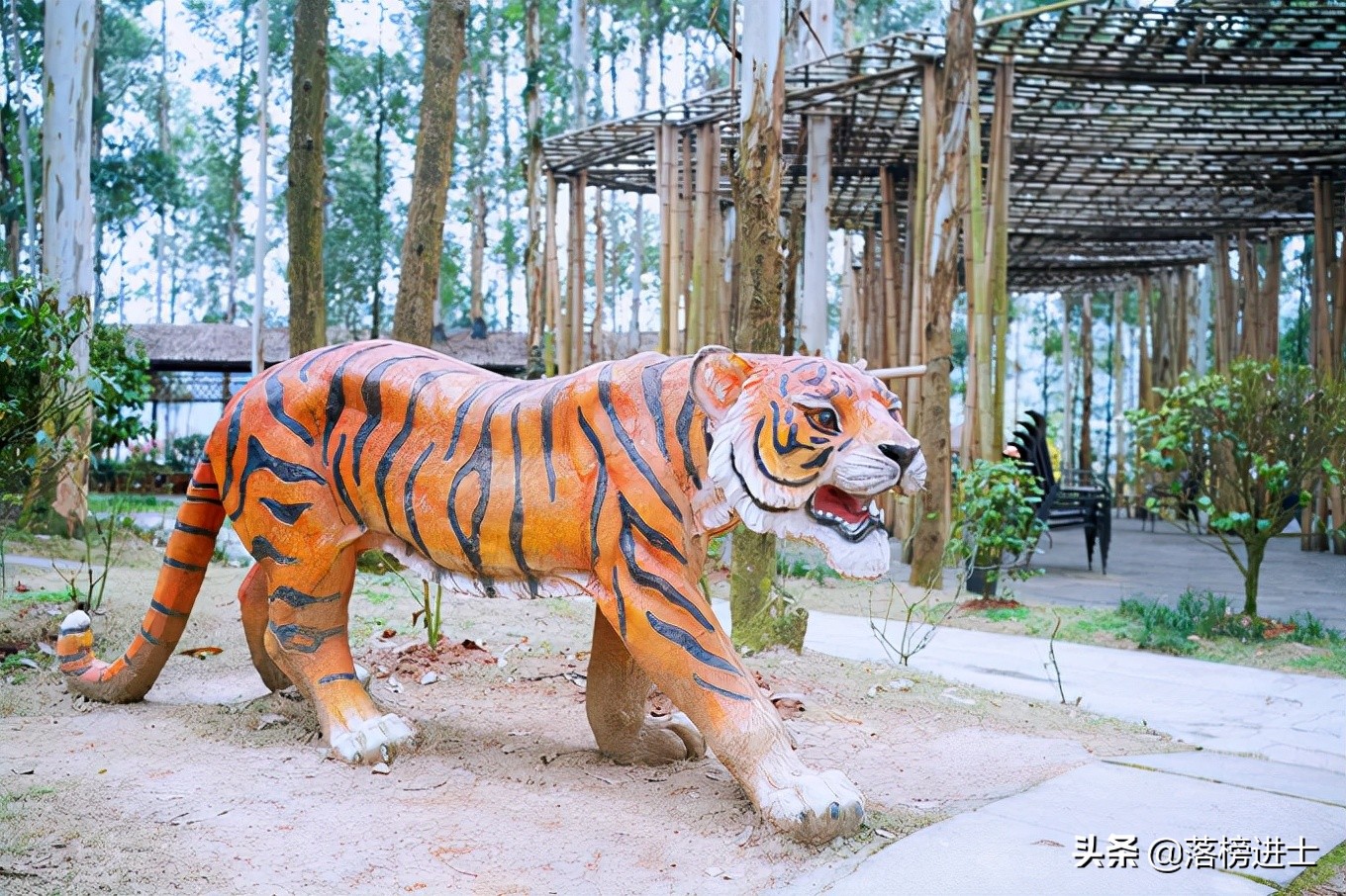 成都双流空港花田看花的时节,成都双流粉黛花海