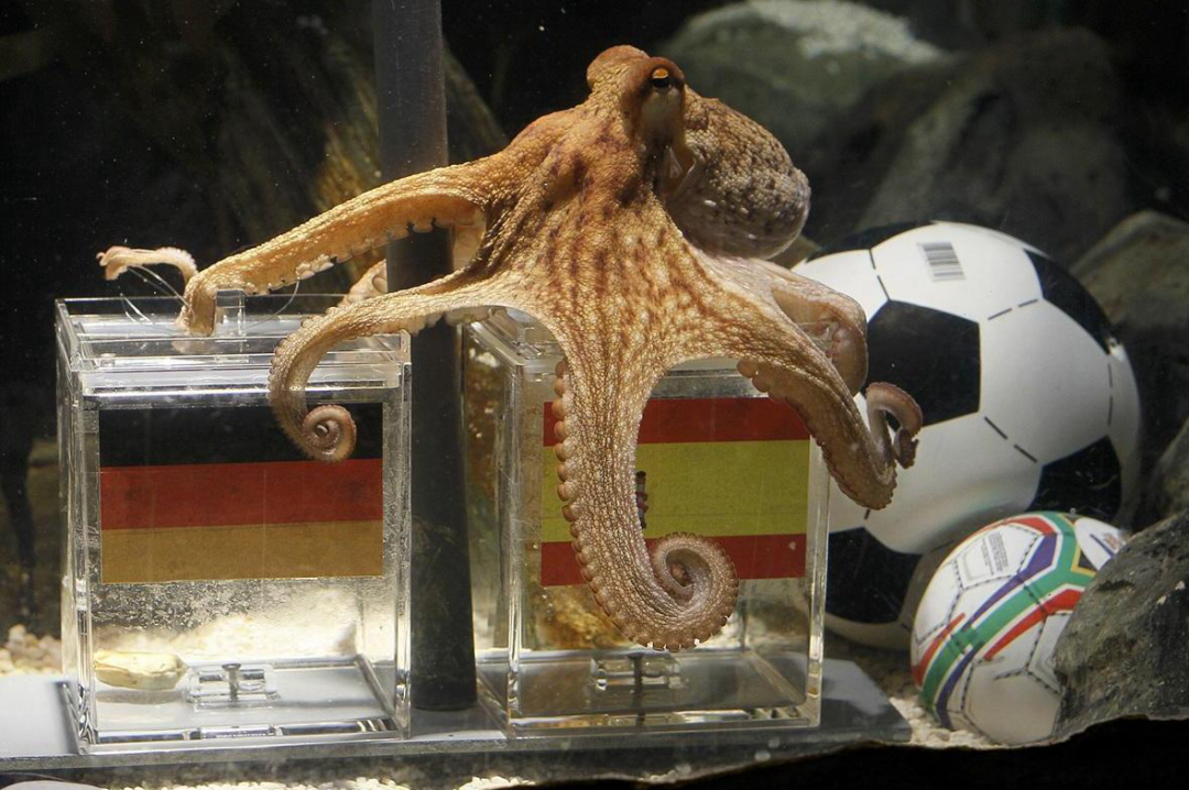 章鱼为何没有发展出文明,为什么章鱼有大脑却不能统治世界