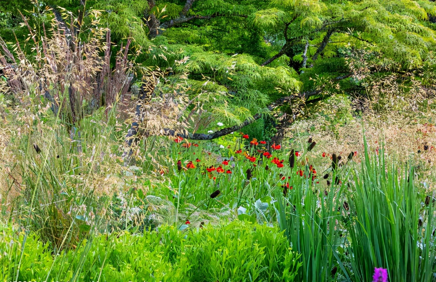 花园适合种的植物,在花园种植哪些植物比较适合