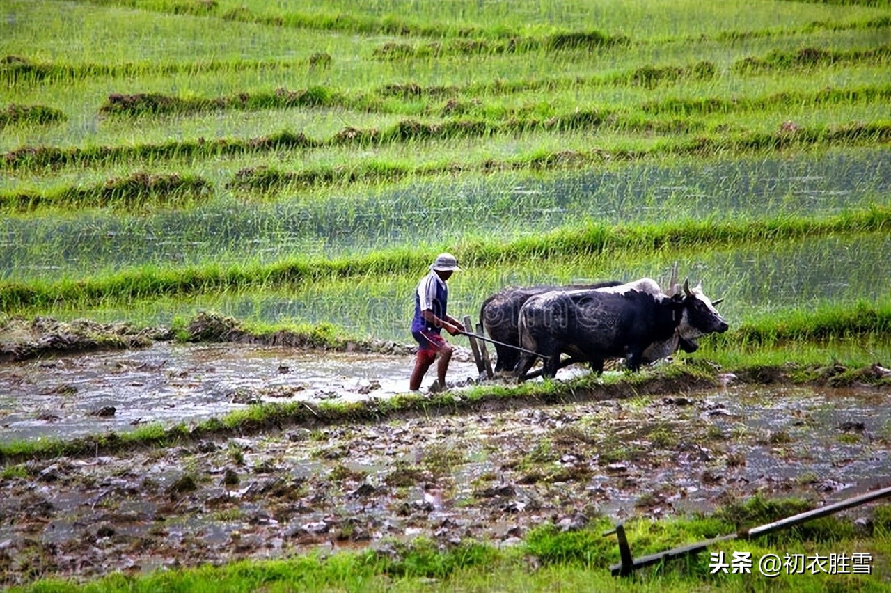 雨水节气诗词精选,雨水节气诗词十首