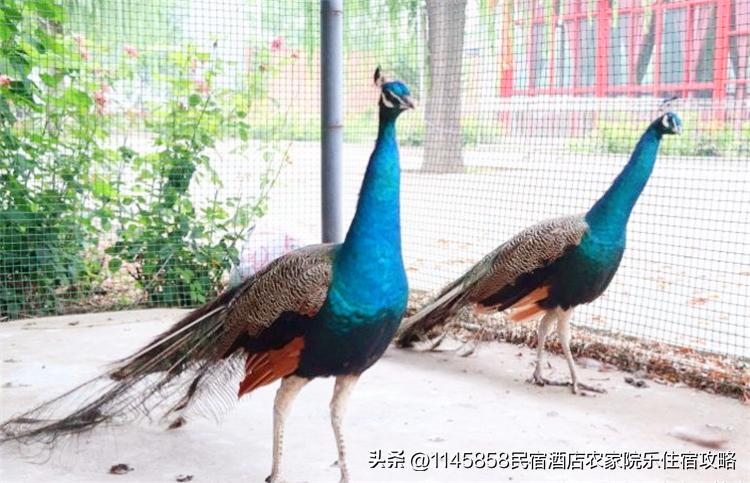 密云八方客农家大院,北京密云八方客农家大院