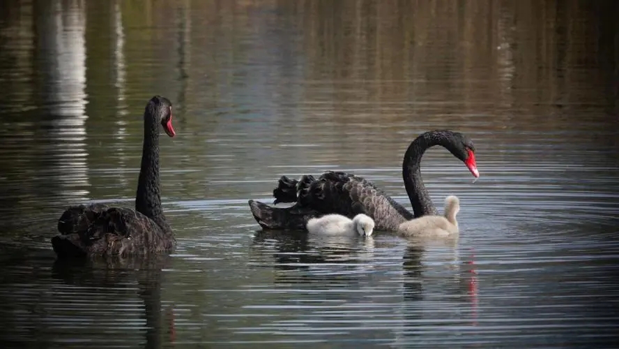 动物和人类行为的研究,有关动物行为的研究