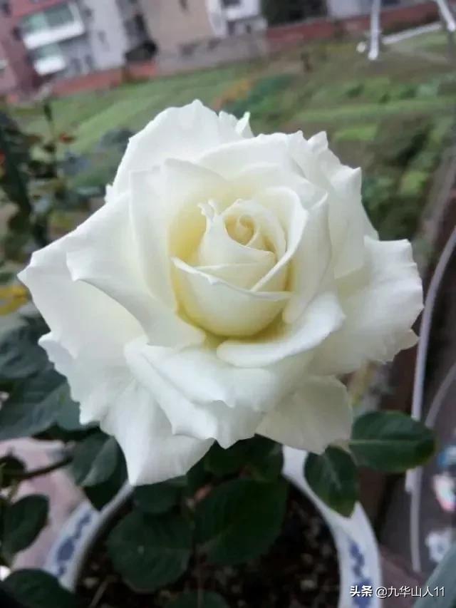 大花浓香勤花的月季品种,大花月季品种介绍大全图片及价格