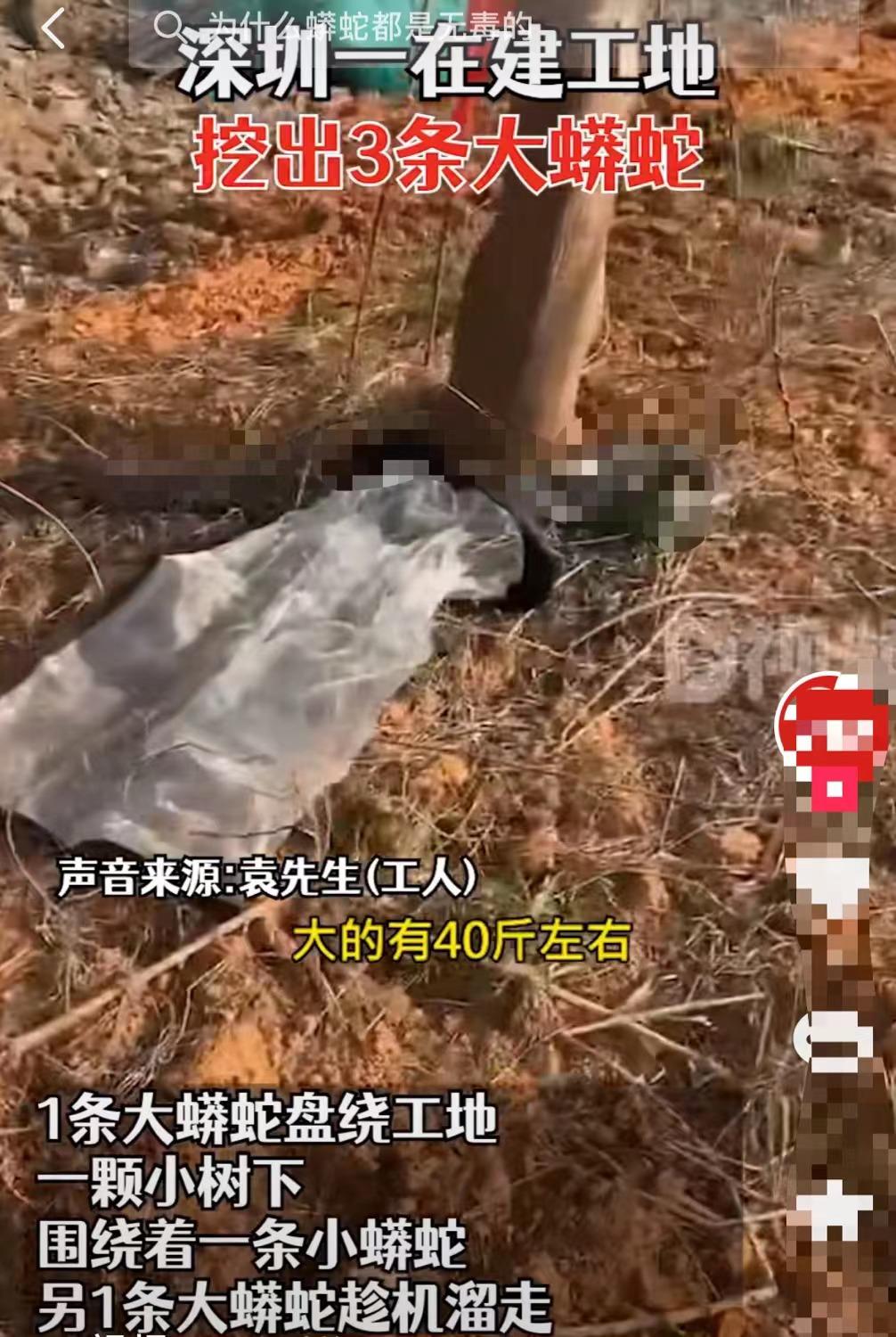 吓人!深圳一工地挖出3条超70斤大蟒蛇,不怕雄黄它究竟怕什么?