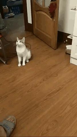 猪八戒的钉耙比悟空谁强,孙悟空金箍棒和猪八戒的九齿钉耙