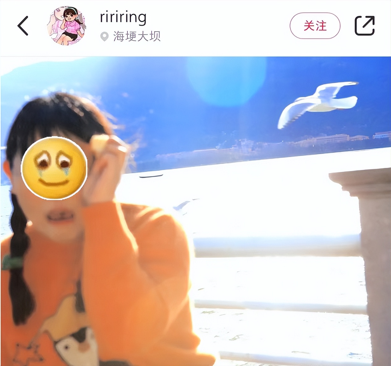 喂过一次大连海鸥，人类就要为自己的弱小羞愧