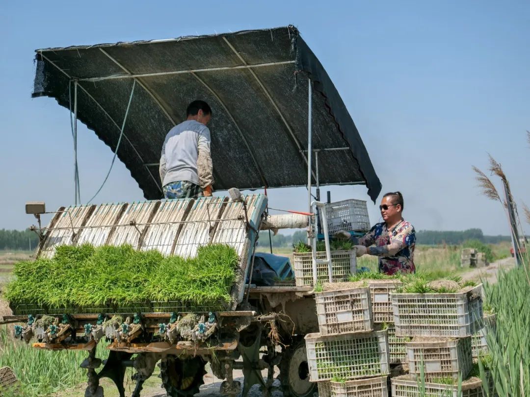 武清水稻田,田间地头看春耕生产