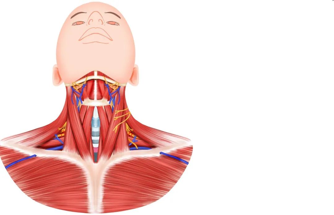 息肉到结肠癌需要多久,息肉到胃癌要多久