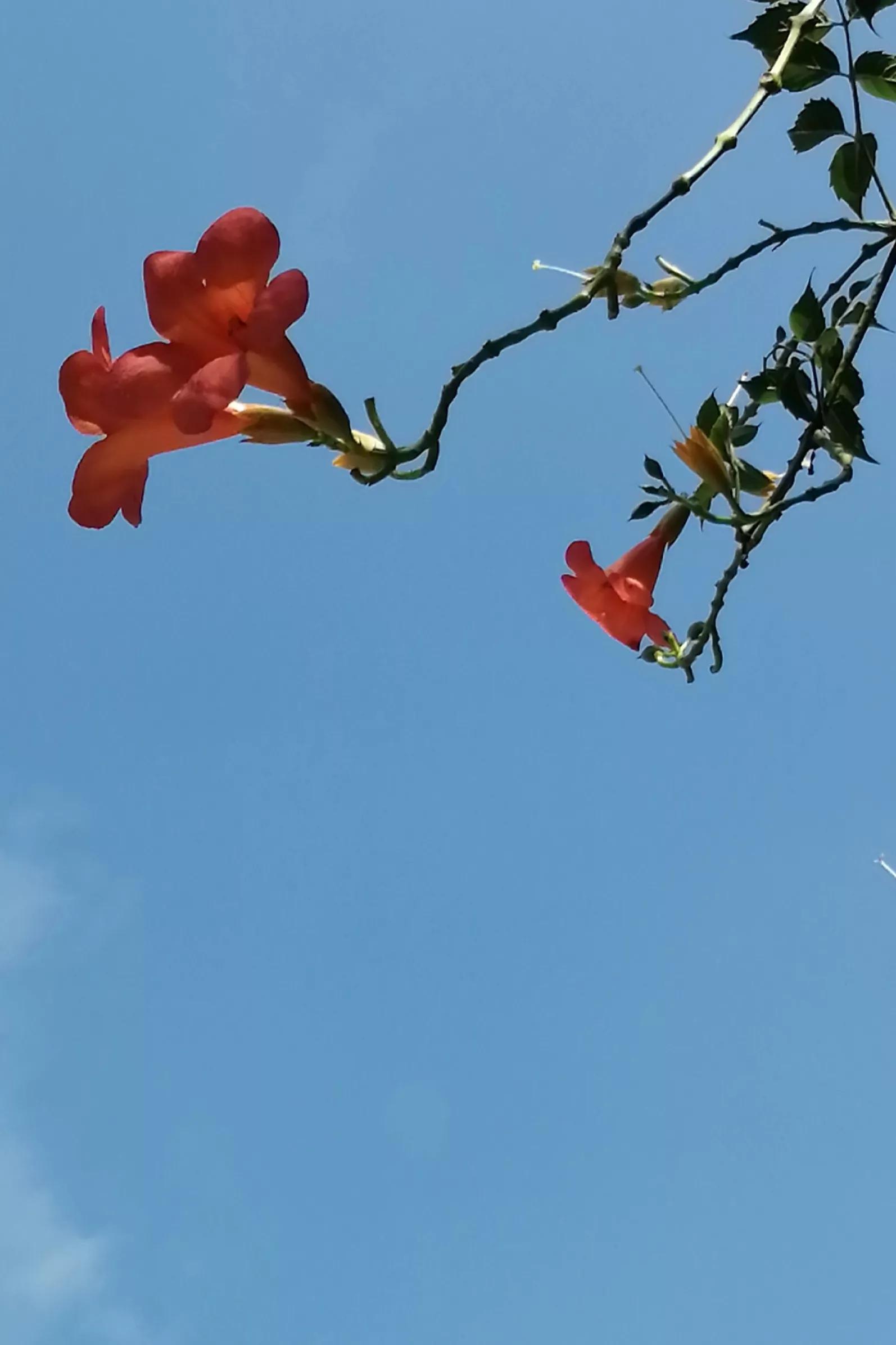 520没钱给老婆发红包,没钱给女朋友发红包咋办