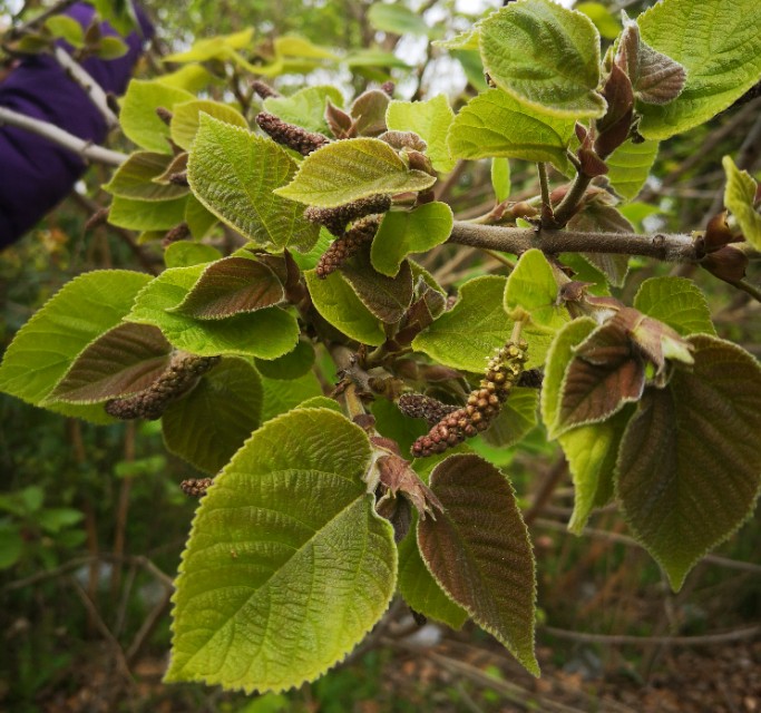可以吃的野菜大全100种图解,教你认识100种野菜