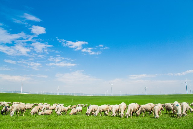 农村养殖最好养的项目是什么,40岁想回农村搞养殖不知养什么好