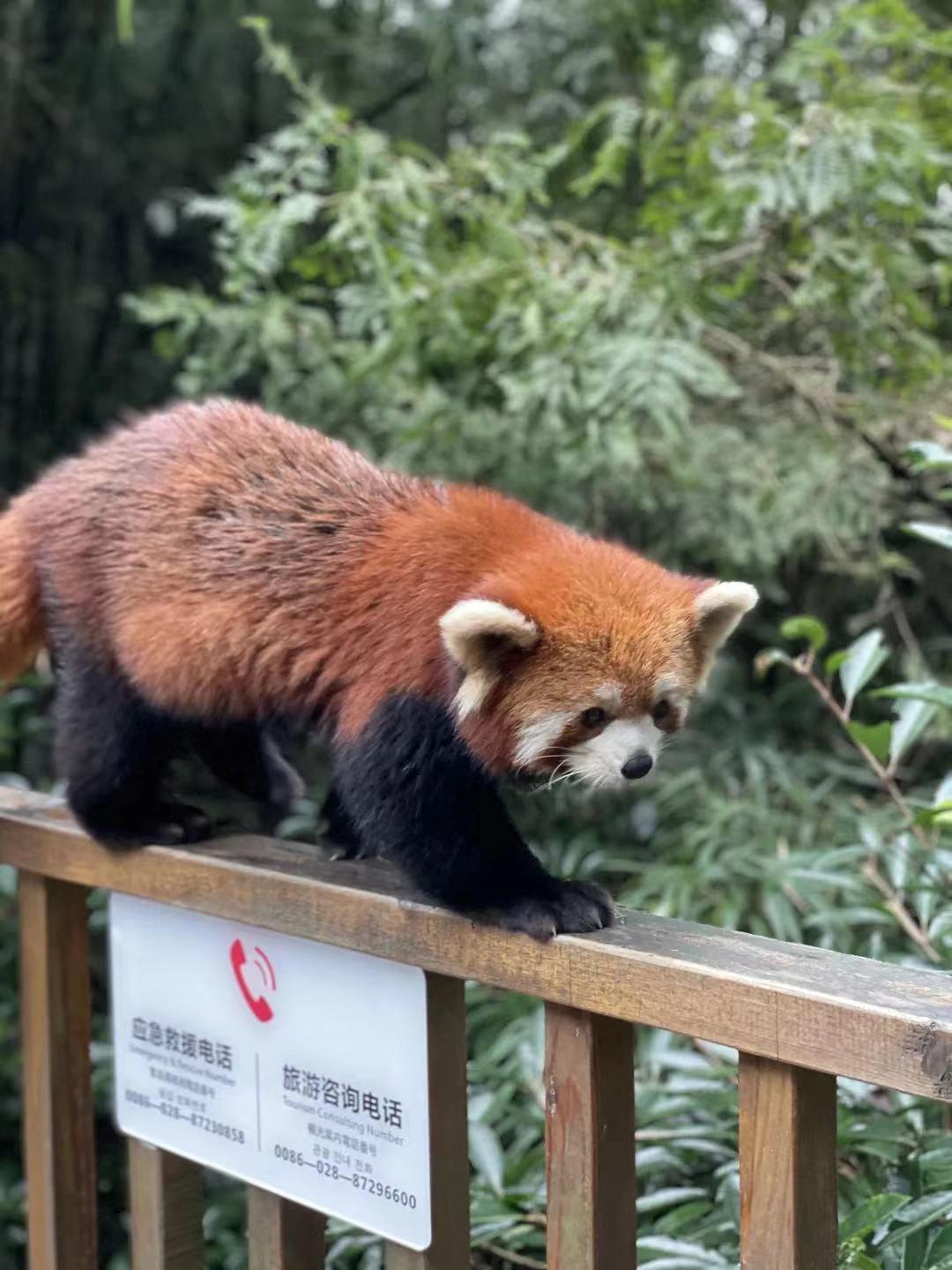 都江堰好玩的打卡地,好玩地方推荐适合带小孩都江堰